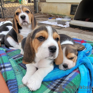 Photo №1. beagle - for sale in the city of Bielefeld | 398$ | Announcement № 128328