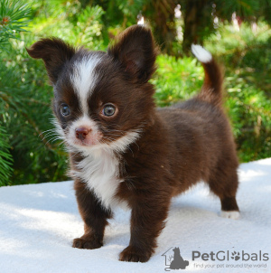 Photo №3. Baby chihuahua. Russian Federation