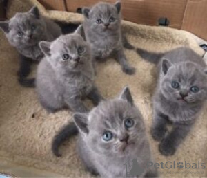 Photo №1. british shorthair - for sale in the city of Берлингероде | Is free | Announcement № 116109