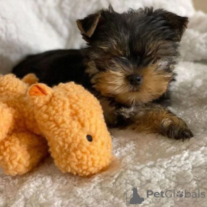 Photo №3. Yorkshire-Terrier-Welpen suchen ein neues Zuhause. Contacts. Germany