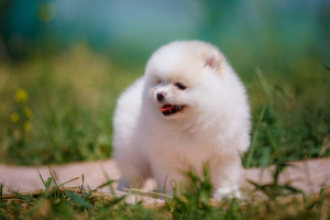 Photo №2 to announcement № 2635 for the sale of pomeranian - buy in Russian Federation breeder