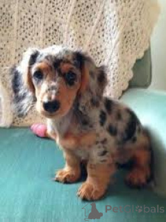 Photo №3. Dachshund puppies for sale. Netherlands