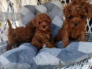 Additional photos: Red miniature poodle puppies