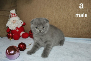 Photo №1. scottish fold - for sale in the city of Dnipro | Negotiated | Announcement № 5819