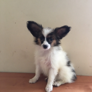 Additional photos: Papillon puppies for sale