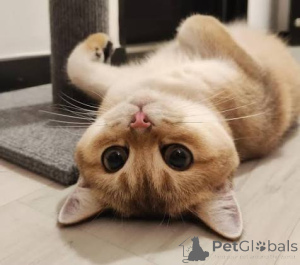 Photo №3. Ukc registered British Shorthair Kittens For Sale. United Kingdom