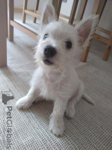 Photo №2 to announcement № 67944 for the sale of west highland white terrier - buy in Bulgaria 