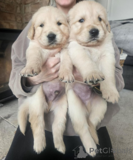 Photo №2 to announcement № 154058 for the sale of golden retriever - buy in Belgium private announcement