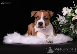 Photo №2 to announcement № 10662 for the sale of american staffordshire terrier - buy in Ukraine from nursery