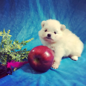 Photo №1. pomeranian - for sale in the city of Москва | 936$ | Announcement № 6952
