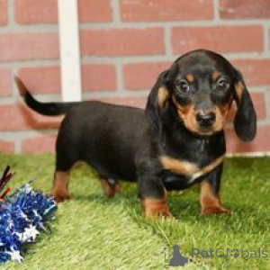 Photo №3. Alisdair Adorable Black & Tan Male Dachshund Puppy (11 Weeks Old). Germany