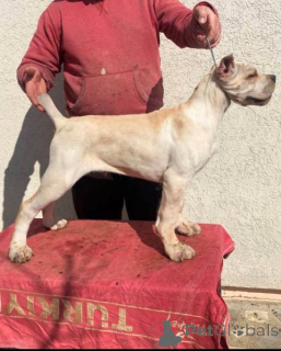 Photo №3. Cane Corso puppy. Serbia