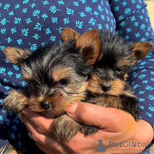 Photo №1. yorkshire terrier - for sale in the city of Афины | negotiated | Announcement № 74550