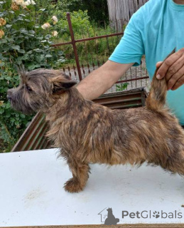 Photo №1. cairn terrier - for sale in the city of Batočina | negotiated | Announcement № 156660