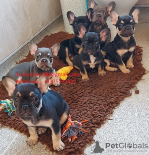 Photo №1. french bulldog - for sale in the city of Tāwharanui Peninsula | 500$ | Announcement № 57012