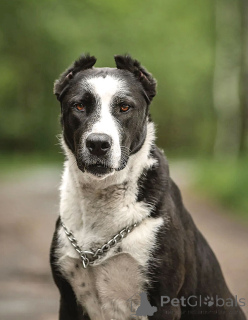 Photo №3. Young domestic dog Lola in good hands. Russian Federation