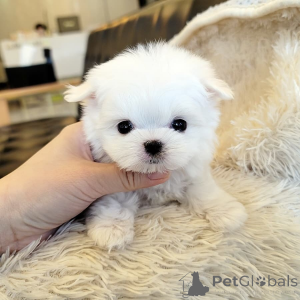 Photo №2 to announcement № 163505 for the sale of maltese dog - buy in Italy private announcement, from nursery, from the shelter, breeder