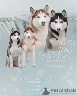 Photo №1. siberian husky - for sale in the city of Poltava | negotiated | Announcement № 9448
