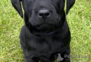 Photo №2 to announcement № 126949 for the sale of labrador retriever - buy in Germany private announcement