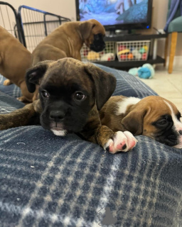 Photo №2 to announcement № 132680 for the sale of boxer - buy in Norway private announcement