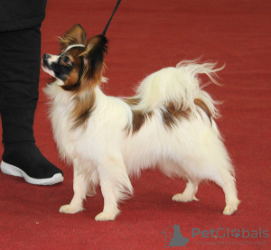 Additional photos: Gorgeous papillon boy