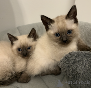 Photo №4. I will sell siamese cat in the city of Vienna. private announcement - price - 471$