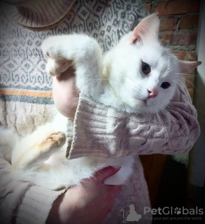 Photo №2 to announcement № 92970 for the sale of  - buy in Russian Federation from the shelter