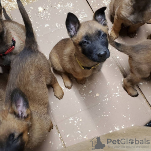 Photo №2 to announcement № 83105 for the sale of belgian shepherd - buy in Germany breeder