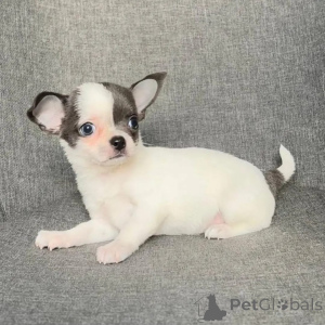 Photo №2 to announcement № 168160 for the sale of chihuahua - buy in Austria private announcement