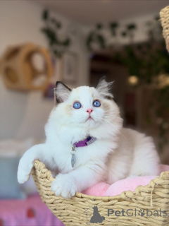 Photo №2 to announcement № 158004 for the sale of ragdoll - buy in Germany private announcement
