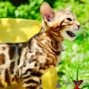 Photo №1. bengal cat - for sale in the city of Sint-Truiden | Is free | Announcement № 128951