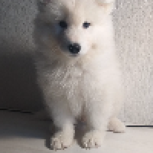 Photo №4. I will sell samoyed dog in the city of Minsk. breeder - price - 229$