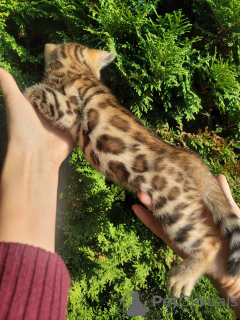 Photo №1. bengal cat - for sale in the city of Catania | negotiated | Announcement № 25658