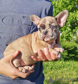 Photo №1. french bulldog - for sale in the city of Kharkov | 955$ | Announcement № 10953