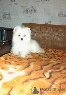 Photo №2 to announcement № 8369 for the sale of german spitz - buy in Russian Federation breeder
