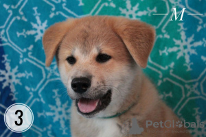 Additional photos: Akita inu puppies. Japanese akita