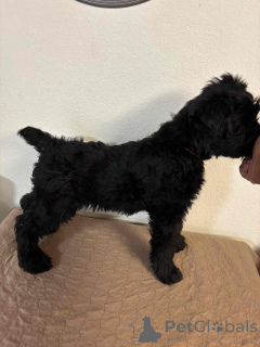 Photo №1. giant schnauzer - for sale in the city of 'S-hertogenbosch | negotiated | Announcement № 173084