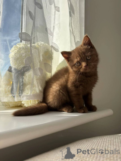 Photo №2 to announcement № 155478 for the sale of british shorthair - buy in Germany breeder