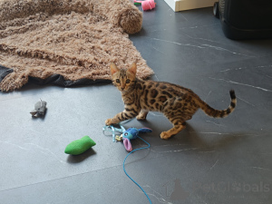 Photo №1. bengal cat - for sale in the city of Holzwickede | negotiated | Announcement № 167818