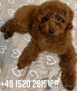 Photo №4. I will sell poodle (dwarf), poodle (toy) in the city of GoldenStedt. from nursery, breeder - price - 2168$