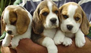 Photo №1. beagle - for sale in the city of Berlin | 1217$ | Announcement № 382