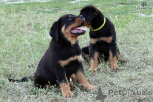 Photo №1. rottweiler - for sale in the city of Helsinki | Is free | Announcement № 160315