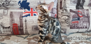Photo №2 to announcement № 9783 for the sale of bengal cat - buy in Russian Federation from nursery