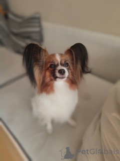 Photo №1. papillon dog - for sale in the city of Szczecin | 376$ | Announcement № 139092