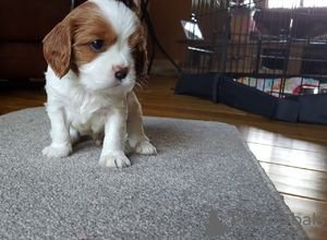 Photo №3. Cavalier King Charles Puppies.. United States