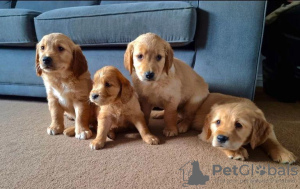 Photo №1. golden retriever - for sale in the city of St. Petersburg | 317$ | Announcement № 37094