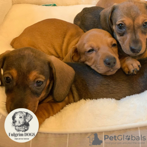 Photo №3. The most beautiful dachshund puppies are only from Fulgrim dogs. Germany