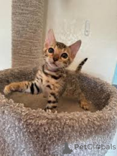 Photo №3. Chatons Bengal disponibles à la vente.. Belgium