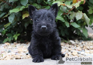 Photo №1. scottish terrier - for sale in the city of Berlin | Is free | Announcement № 125355