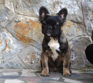 Photo №2 to announcement № 140535 for the sale of french bulldog - buy in Serbia breeder
